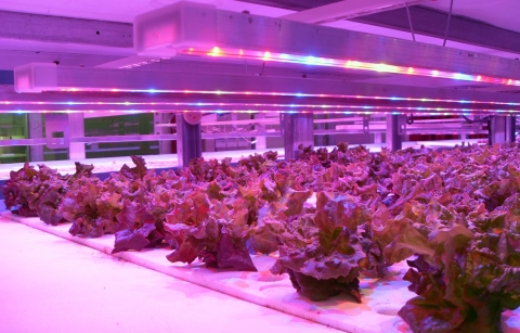 (주)카스트친환경농업기술 식물공장에서 채소가 자라는 모습