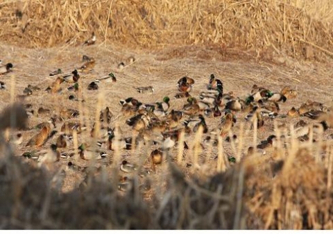 서울시, 지난달 20일 하루동안 12개 조류서식지역에서 2011년 조류센서스 조사 실시