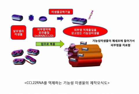 기능성 미생물을 경구 투여, 아토피 피부염 억제 효과를 유도했다