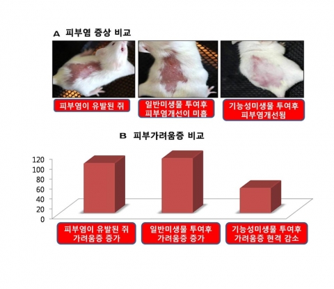 CCL22 miRNA를 발현하는 기능성 미생물이 1주일 안에 아토피 피부염을 치료, 개선할 수 있음을 보여준다.