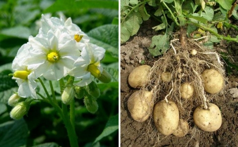 ‘하령’ 감자의 형태적 특성. 좌:꽃 우: 괴경(농촌진흥청 고령지농업연구센터)