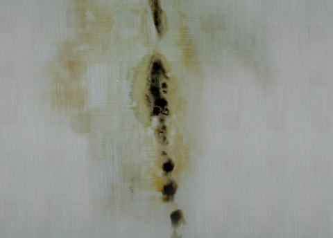 바이오피톤, ‘벽지 곰팡이 제거 방법의 3가지 원칙’