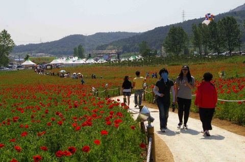영광꽃누리축제장 만개 관광객 반겨