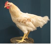 농진청, 난관 특이적 형질전환 닭 개발