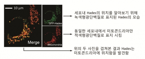 건국대 안성관교수팀, 방사선 치료를 방해하는 새로운 암 유발 효소‘하데스 ’발견