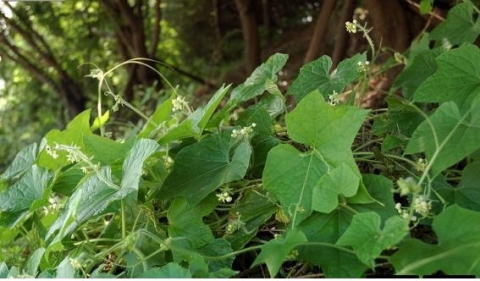 대구시, 생태계교란 식물 ‘가시박’ 집중 제거