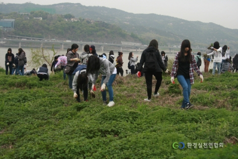 환경실천연합회 암사동생태보전지구 위해식물제거활동 모습