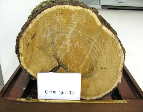 한방 옻나무모습