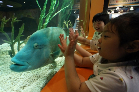 21일, “나는 못난이다” 특별전에서 어린이들이 나폴레옹피쉬를 신기한 듯 바라보고 있다.