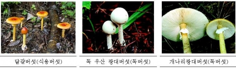 여름철 집중호우 등으로 인해 지면 습도가 풍부하여 식용버섯을 포함한 다양한 독버섯들도 다량 발생하기 때문에 매년 중독사고가 끊이질 않고 있다. 맹독성 버섯인 독우산 광대버섯, 개나리광대버섯