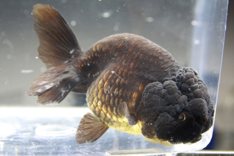 금붕어-블랙란추