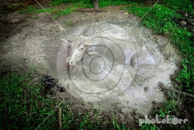 포토코어의 [내 나라를 대표하는 이미지] 포토 콘테스트에서 3위를 수상한 sami의 Carabao Mud Pool (필리핀)