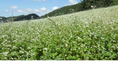영광군, ‘메밀꽃’ 나들이객 기다려
