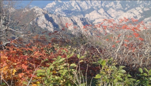 첫단풍 사진(2011. 10. 4./중청봉 중청대피소 제공)