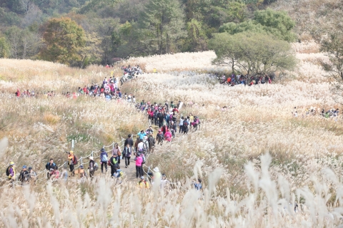 명성산 억새군락 전경