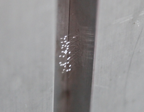 서울시 동작구에 위치한 훼미리마트 ‘신대방점’ 점포 외벽에 핀 전설의 꽃 우담바라처럼 보이는 식물