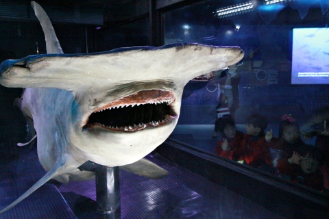 초대형 망치상어