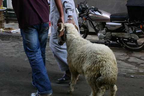 엔조이이집트, 이슬람 휴일 ‘Eid Al-Adha’ 동안 이집트 여행시 유의사항 발표