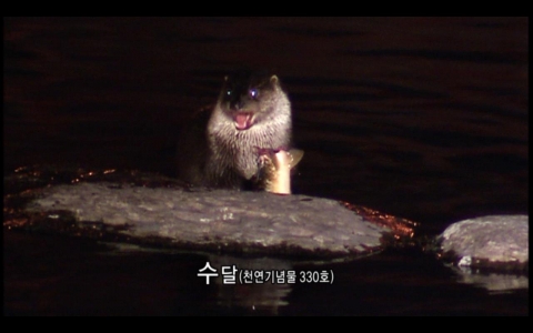 대구 시내 금호강과 신천에 서식하는 수달 사진 (대구 MBC 제공)