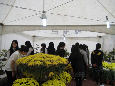 영광군, '2011 국화전시회' 성료