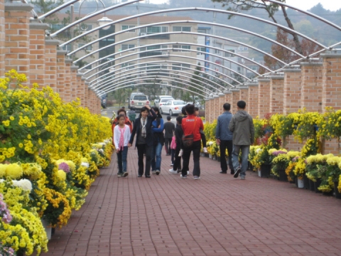 영광군, '2011 국화전시회' 성료