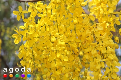 아고다(agoda.com), 2011년 로얄 플로라 엑스포를 위한 치앙마이 호텔 요금 출시