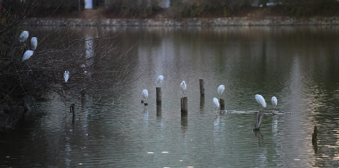 추위에 움츠린 건국대 호수 일감호 왜가리 가족