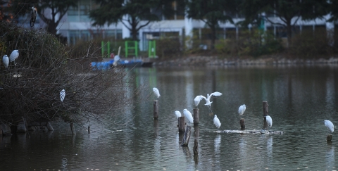 추위에 움츠린 건국대 호수 일감호 왜가리 가족
