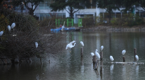 추위에 움츠린 건국대 호수 일감호 왜가리 가족