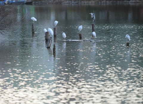 추위에 움츠린 건국대 호수 일감호 왜가리 가족
