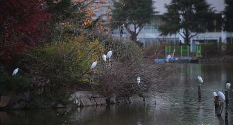 추위에 움츠린 건국대 호수 일감호 왜가리 가족