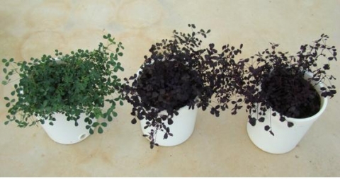 기능성 컬러 알팔파