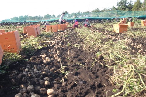제주 화산토 감자 밭에서 작업하는 모습