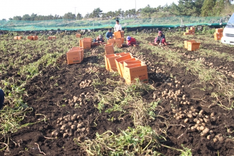 제주 화산토 감자 밭에서 작업하는 모습 2