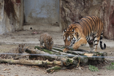 광주우치동물원, 개원 이래 최초로 어미호랑이가 젖 먹여 새끼 키워