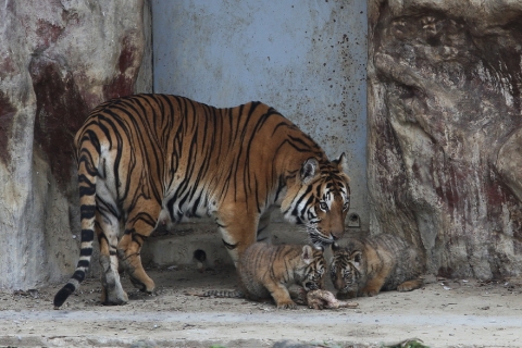 광주우치동물원, 개원 이래 최초로 어미호랑이가 젖 먹여 새끼 키워