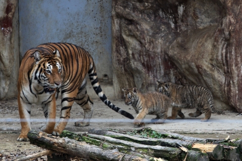 광주우치동물원, 개원 이래 최초로 어미호랑이가 젖 먹여 새끼 키워