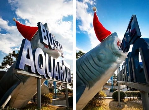 부산아쿠아리움의 산타모자를 쓴 높이 5m의 대형상어조형물