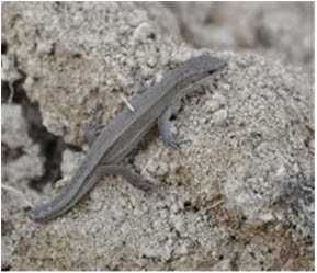 오블리제성형외과