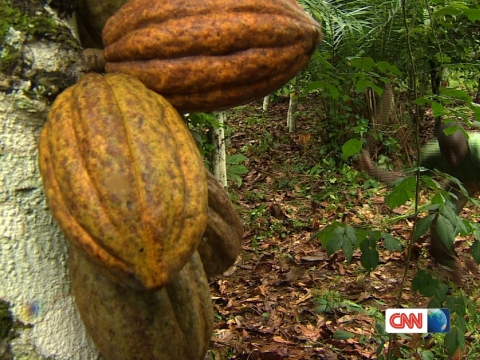 CNN Freedom Project Chocolates Child Slaves