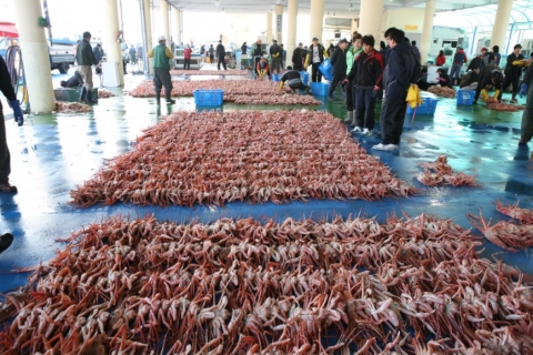 포항 구룡포 대게 위판장 전경