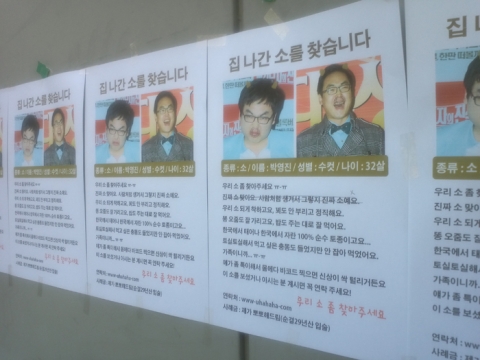 개그맨 박영진, ‘집 나간 소를 찾습니다’ 이색 전단지 등장 화제