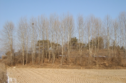 청주시, 가로수길 버즘나무 식재