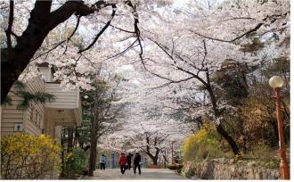 종로구 삼청공원(벚꽃)