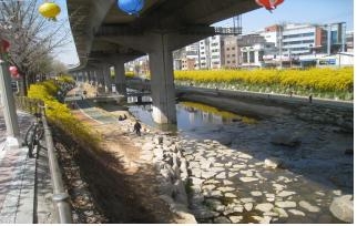 서대문구 홍제천변(개나리)