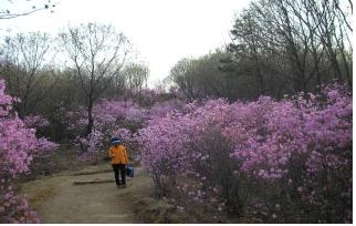 서초구 청계산 진달래 능선(진달래)