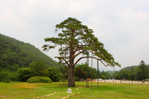 천연기념물 제103호 보은 속리 정이품송