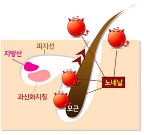 노네날 피부 배출 과정