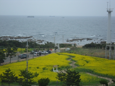 포항시 호미곶 관광지에 유채꽃이 만발해 연인, 가족단위의 관광객들로 부터 큰 호응을 받고 있다.
