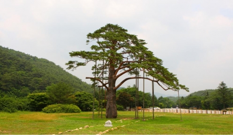 천연기념물 제103호 보은 속리 정이품송
